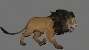 Gif animé lion marche